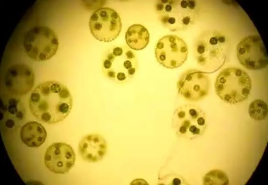 mbbr生物填料掛膜技巧有哪些？